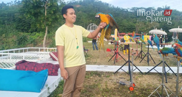 Wisata Kendal, Omahe Opa Ramai Pecinta Burung Macaw 25 MELATIH: Bupati Kendal, Dico Ganinduto dengan Burung Macaw miliknya saat latihan terbang bebas di Omahe Opa, Kabupaten Kendal. (Unggul Priambodo/Lingkarjateng.id)