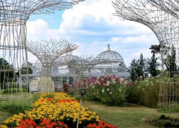 Taman Bunga Celosia Bandungan, Kabupaten Semarang (Sumber: Instagram @taman_bunga.celosia)