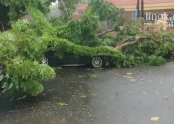 Diterjang Angin Kencang, Pohon Tumbang Timpa Mobil di Jepara