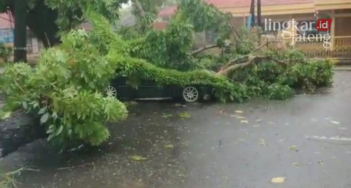 Diterjang Angin Kencang, Pohon Tumbang Timpa Mobil di Jepara 25 Diterjang Angin Kencang, Pohon Tumbang Timpa Mobil di Jepara