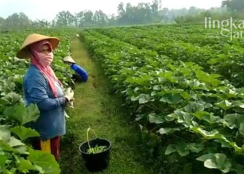 BERTANI: Petani Grobogan membudidayakan tanaman okra, Desa Genengadal, Kecamatan Toroh. (Muhamad Ansori/Lingkarjateng.id)
