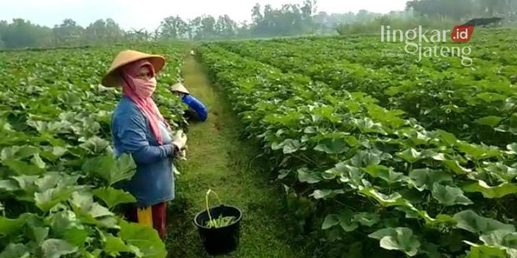 BERTANI: Petani Grobogan membudidayakan tanaman okra, Desa Genengadal, Kecamatan Toroh. (Muhamad Ansori/Lingkarjateng.id)