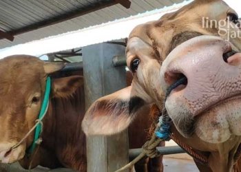 4 Ekor Sapi Terjangkit PMK di Rembang