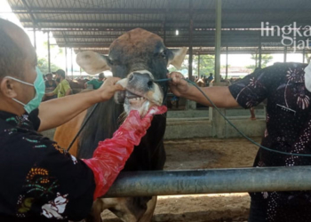 Petugas Dispertan sedang memeriksa kondisi mulut salah satu hewan ternak di Pasar Hewan Wagenan, Margorejo, Kabupaten Pati. (Ika Tamara Dewi/Lingkarjateng.id)