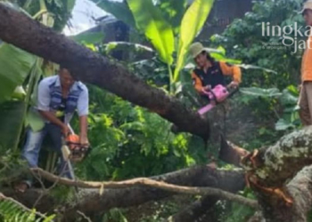 Nahas, 2 Rumah Warga Tertimpa Pohon Pete di Kudus