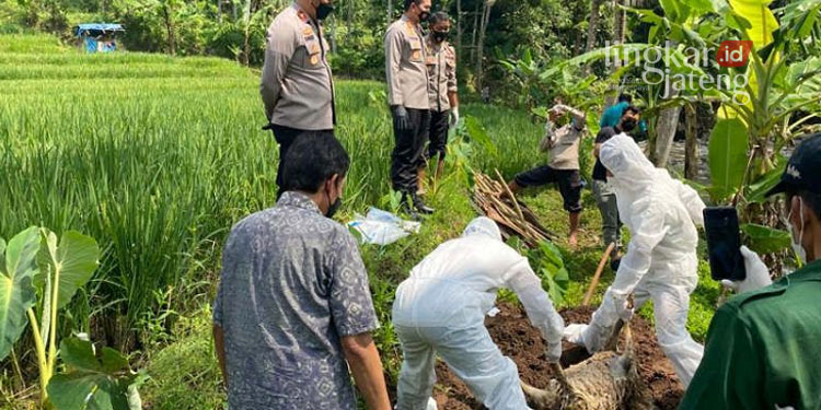EVAKUASI: Petugas dinas pertanian dan kepolisian mengubur puluhan bangkai kambing yang dibuang di Kali Serang, Kabupaten Semarang, Rabu (22/06). (Ant/Lingkarjateng.id)