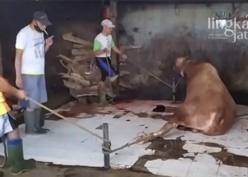 Jelang-Idul-Adha,-MUI-Pati-Imbau-Warga-Sembelih-Hewan-Kurban-di-RPH