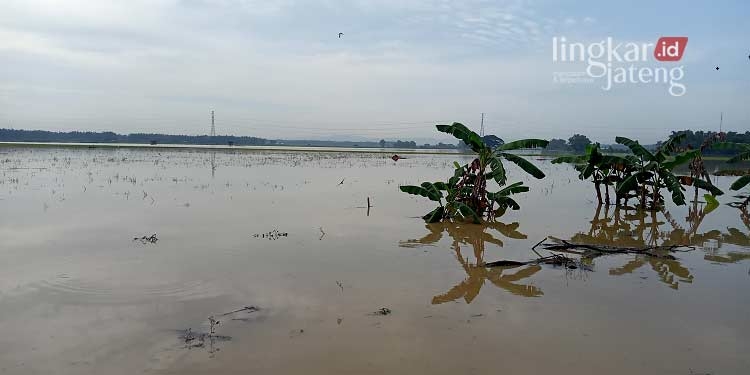 Alokasi Asuransi Usaha Tani Padi di Pati Capai 2.094 Hektar 25 Alokasi-Asuransi-Usaha-Tani-Padi-di-Pati-Capai-2.094-Hektar