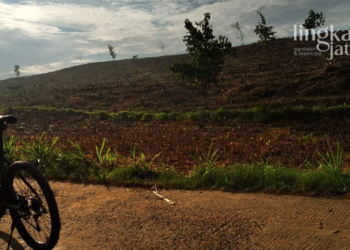 PENGGUNDULAN: Alih fungsi hutan menjadi perkebunan jagung di Pegunungan Kendeng, Kabupaten Pati yang merupakan salah satu faktor penyebab terjadinya banjir. (Arif Febriyanto/Lingkarjateng.id)