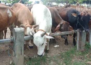 Pemkab-Pati-Imbau-Warga-Tak-Khawatir-Soal-Kesehatan-Daging-Kurban