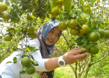 MEMETIK BUAH: Wakil Bupati Blora, Tri Yuli Setyowati saat datang langsung ke kebun jeruk di Desa Tempellemahbang, Kecamatan Jepon, Kabupaten Blora. (Istimewa/Lingkarjateng.id)
