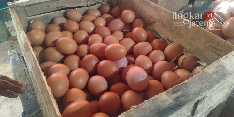Harga Telur Ayam di Jepara Melejit, Pedagang Keluhkan Turunnya Omzet