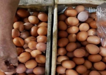 Peternak Ayam Ungkap Penyebab Kenaikan Harga Telur di Kendal