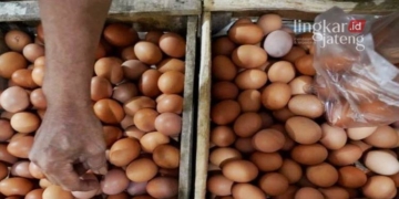 Peternak Ayam Ungkap Penyebab Kenaikan Harga Telur di Kendal