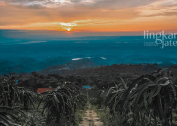 PEMANDANGAN: Agro wisata kebun buah naga di Jolong, Tlogowungu, Pati. (Dok. TIC Patikab/Lingkarjateng.id)