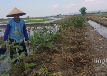 Sawah Tercemar Limbah, Petani Kudus Keluhkan Hasil Panen Turun Drastis