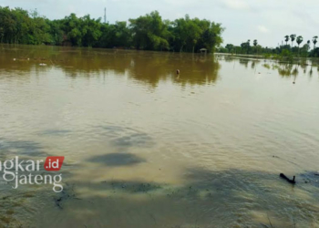 POTRET: Salah satu lahan pertanian yang terendam banjir di Desa Maguan, Kecamatan Kailori, Kabupaten Rembang beberapa waktu lalu. (R Teguh Wibowo/Lingkarjateng.id)
