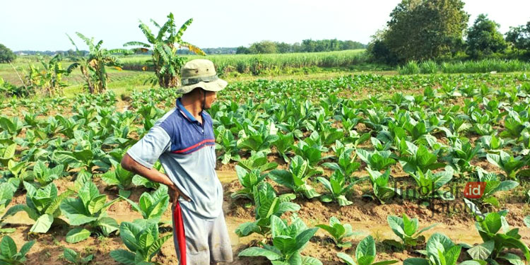 MEMANTAU: Salah satu petani di Kabupaten Pati sedang memantau tanaman tembakau. (Istimewa/Lingkarjateng.id)