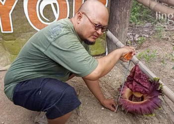 MENUNJUKKAN: Beny Giartono mengukur bunga bangkai yang tumbuh di pekarangan rumahnya. (R. Teguh Wibowo/Lingkarjateng.id)