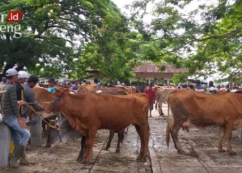 Terjadi Inflasi, Anehnya Harga Hewan Ternak di Blora Alami Penurunan