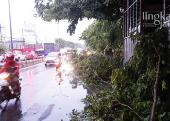 Belasan Pohon Tumbang Akibat Hujan Deras dan Angin Kencang di Semarang