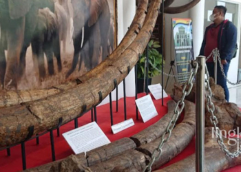 KOLEKSI HEWAN PURBA: Salah satu koleksi hewan purba yang ada di Museum Patiayam, Desa Terban, Kecamatan Jekulo, Kabupaten Kudus. (Nisa Hafizhotus Syarifa/Lingkarjateng.id)