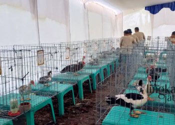 LOMBA ENTOK: Sebanyak 80 entok dipamerkan dalam lomba kelas beauty dan bobot paripurna di Balai Penyuluhan Pertanian Kecamatan Weleri, Kendal pada Selasa 22 November 2022. (Arvian Maulana/Lingkarjateng.id)