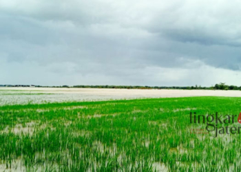 TERENDAM BANJIR: Areak persawahan di Kabupaten Pati terendam banjir. (Arif Febriyanto/Lingkarjateng.id)