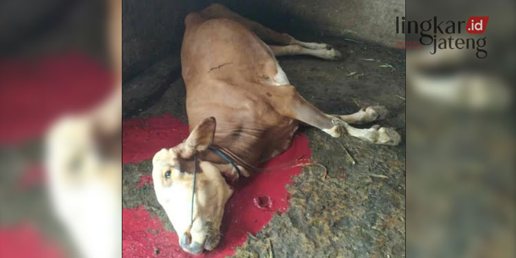 TERGELETAK: Seekor sapi tergeletak mati akibat terpapar penyakit mulut dan kuku (PMK). (Muhammad Eko/Koran Lingkar)