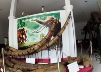 RUANG PAMER: Salah satu fragmen fosil purbakala di ruang pamer Museum Patiayam Kudus. (Dok. Instagram @museum_situspatiayam/Lingkarjateng.id)