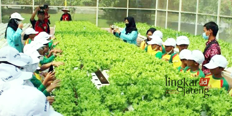 BERCOCOK TANAM: Kunjungan study class SD Pekunden di Agro Purwosari, Semarang sebagai bentuk penerapan urban farming. (Adimungkas/Lingkarjateng.id)