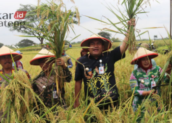PANEN RAYA: Bupati Blora, Arief Rohman bersama Wakil Bupati Blora, Tri Yuli Setyowati saat panen raya padi galur Putra Blora di Desa Nglandeyan, Kecamatan Kedungtuban, Kabupaten Blora pada Selasa, 7 Februari 2023. (Dok. Humas Pemkab Blora/Lingkarjateng.id)
