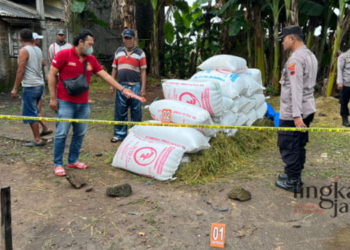 BARANG BUKTI: Petugas Polsek Wedarijaksa memeriksa barang bukti gabah yang sebagian dicuri. (Arif Febriyanto/Lingkarjateng.id)