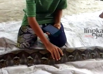 BARANG BUKTI: Ular sanca sepanjang 3,5 meter yang berhasil ditangkap warga Dukuh Keruk, Kelurahan Randublatung, Kecamatan/Kabupaten Blora. (Hanafi/Lingkarjateng.id)