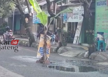 JALAN BERLUBANG: Jalan berlubang di ruas Pati-Kayen turut Desa Blaru, Kecamatan/Kabupaten Pati ditanami pohonpisang karena membahayakan jalan. (Istimewa/Lingkarjateng.id)