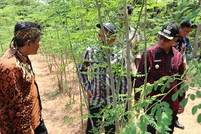 POHON AJAIB: Beberapa orang saat melihat pohon Kelor (Moringa Oleifera) di Desa Ngawenombo, Kecamatan Kunduran belum lama ini.