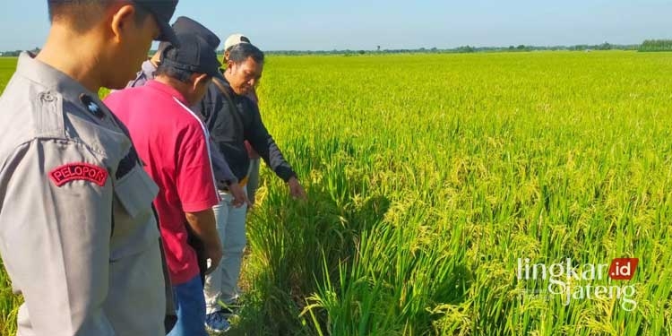 Petani di Grobogan Ditemukan Meninggal di Sawah, Ternyata Ini Penyebabnya 25 MENINJAU: Pihak kepolisian ketika mengolah TKP ditemukannya jenazah Sutikno (64). (Ibnu Muntaha/Lingkarjateng.id)