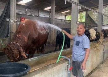 POTRET: Sapi Bambo pesanan Presiden Joko Widodo (Jokowi) untuk digunakan sebagai hewan kurban pada Idul Adha 2023 nanti. (Hesty Imaniar/Lingkarjateng.id)