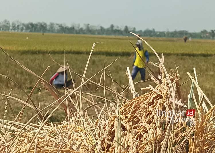 ILUSTRASI: Petani Grobogan. (Ibnu Muntaha/Lingkarjateng.id)