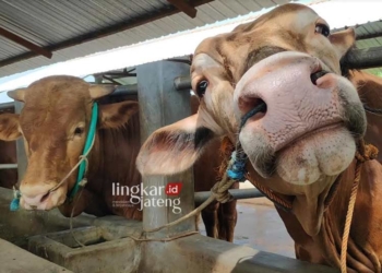 HEWAN TERNAK: Sapi milik salah satu peternak yang berada di kantong penggemukan hewan kurban Kabupaten Rembang. (R. Teguh Wibowo/Lingkarjateng.id)