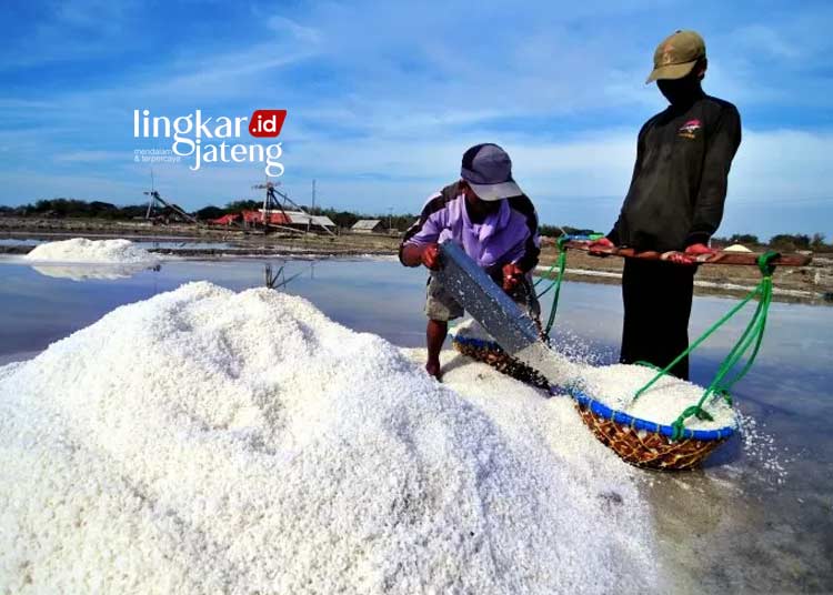 PANEN: Petani memanen garam di Desa Bunder, Pademawu, Pamekasan, Jawa Timur. (Istimewa/Lingkarjateng.id)