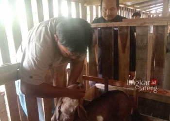 MEMERIKSA: drh. Mukhlisin saat melakukan pemeriksaan kesehatan hewan kurban Lazismu Grobogan. (Eko Wicaksono/Lingkarjateng.id)