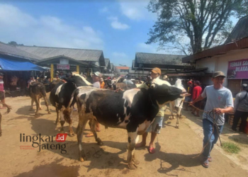 SEPI: Pedagang di Pasar Hewan Ambarawa mengeluh karena pembeli hewan untuk kepentingan kurban di perayaan hari Idul Adha 2023 masih sepi, pada Rabu, 21 Juni 2023. (Hesty Imaniar/Lingkarjateng.id)