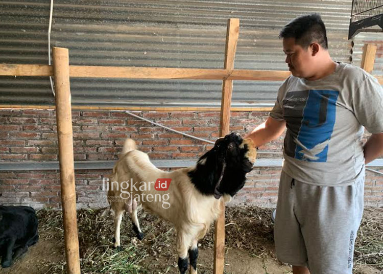 MENINGKAT: Muh Shodikin seorang tengkulak kambing yang penjualannya terus mengalami peningkatan. (M Burhanuddin Aslam/Lingkarjateng.id)