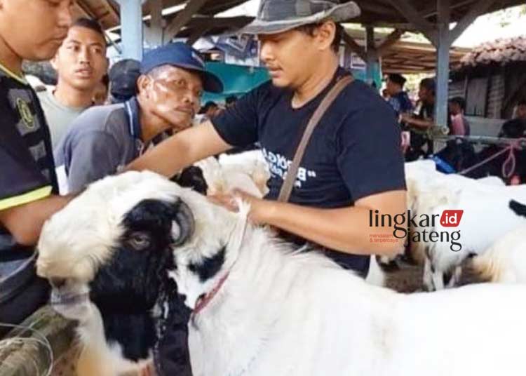 KONTES: Peternak di Blora ikut kontes kambing etawa. (Hanafi/Lingkarjateng.id)