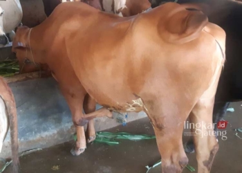 POTRET: Sapi berkaki lima milik Sujarwo, peternak asal Kudus. (Nisa Hafizhotus Syarifa/Lingkarjateng.id)
