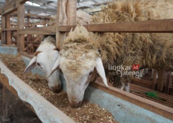HEWAN TERNAK: Ilustrasi hewan ternak yang ada di peternakan. (Istimewa/Lingkarjateng.id)