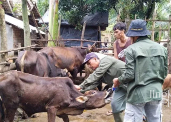 MENYUNTIK: Petugas medis menyuntikkan vitamin terhadap ternak yang terjangkit penyakit cacar. (Istimewa/Lingkarjateng.id)