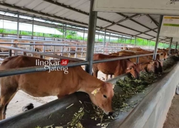 KANDANG TERNAK: Kondisi kandang ternak sapi. (Istimewa/Lingkarjateng.id)