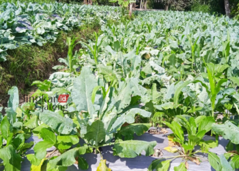 HARGA ANJLOK: Tanaman kubis yang ditanam oleh petani di wilayah Kecamatan Getasan, Kabupaten Semarang pada Rabu, 26 Juli 2023. (Hesty Imaniar/Lingkarjateng.id)